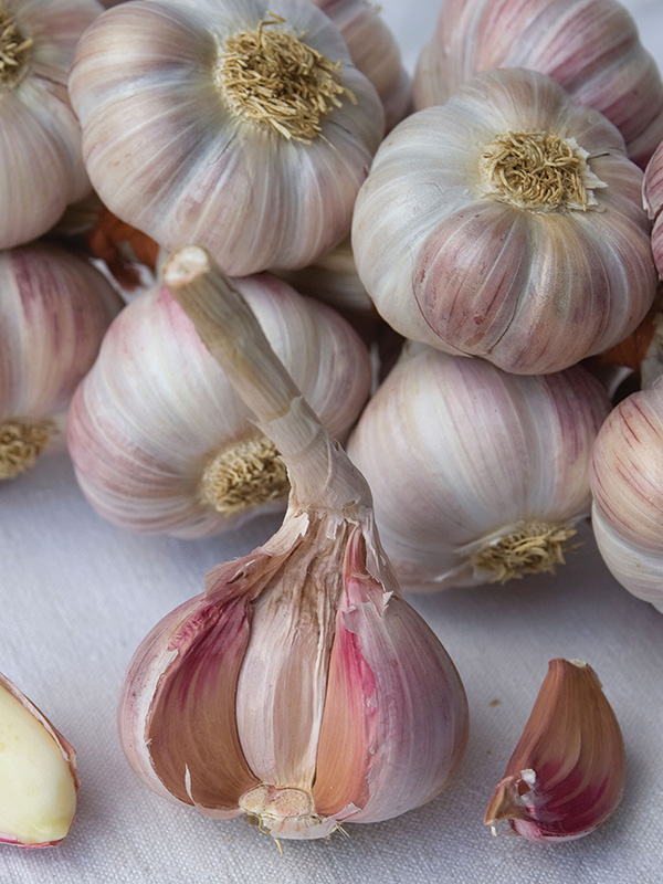 Garlic